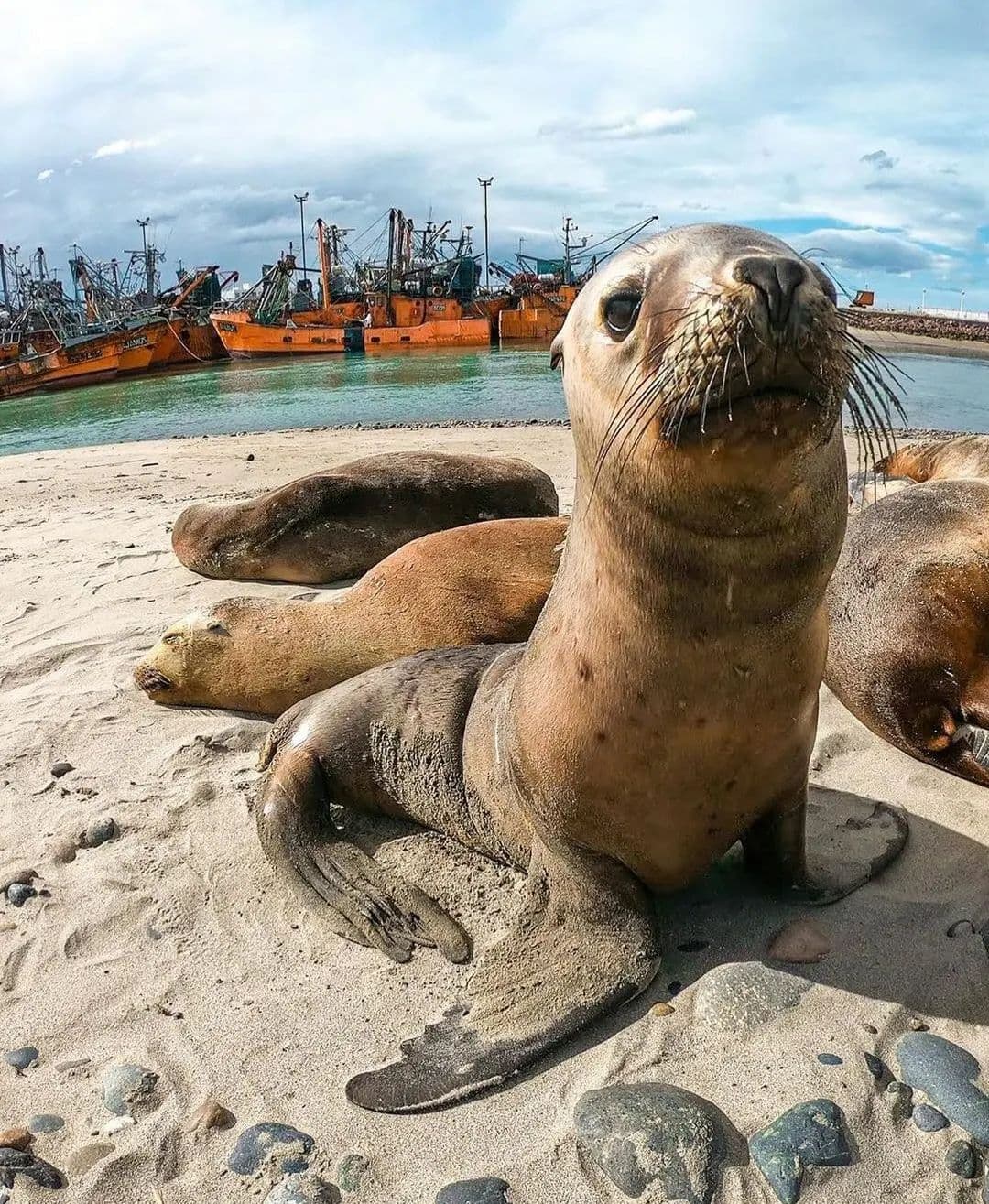 Lobos marinos en la costa