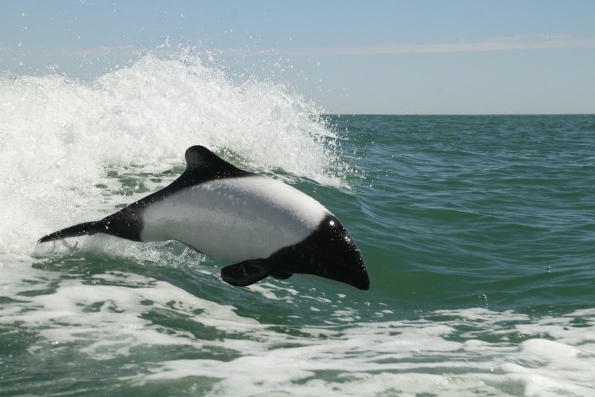 El Panda de Mar - Delfín Tonina Overa