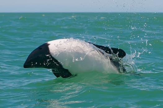 Convivencia con fauna autóctona