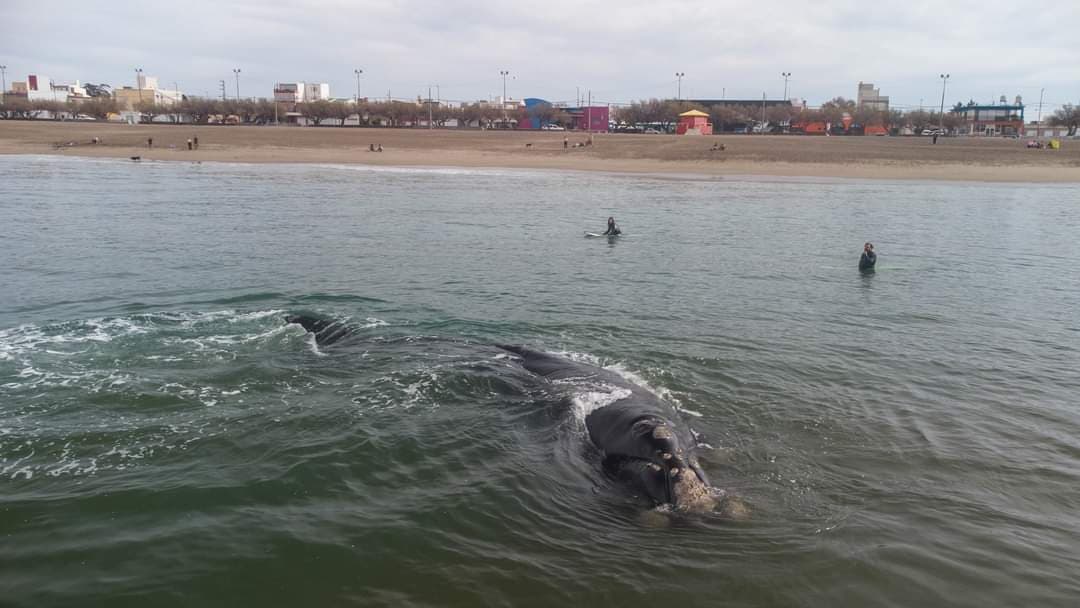 Ballena Franca Austral