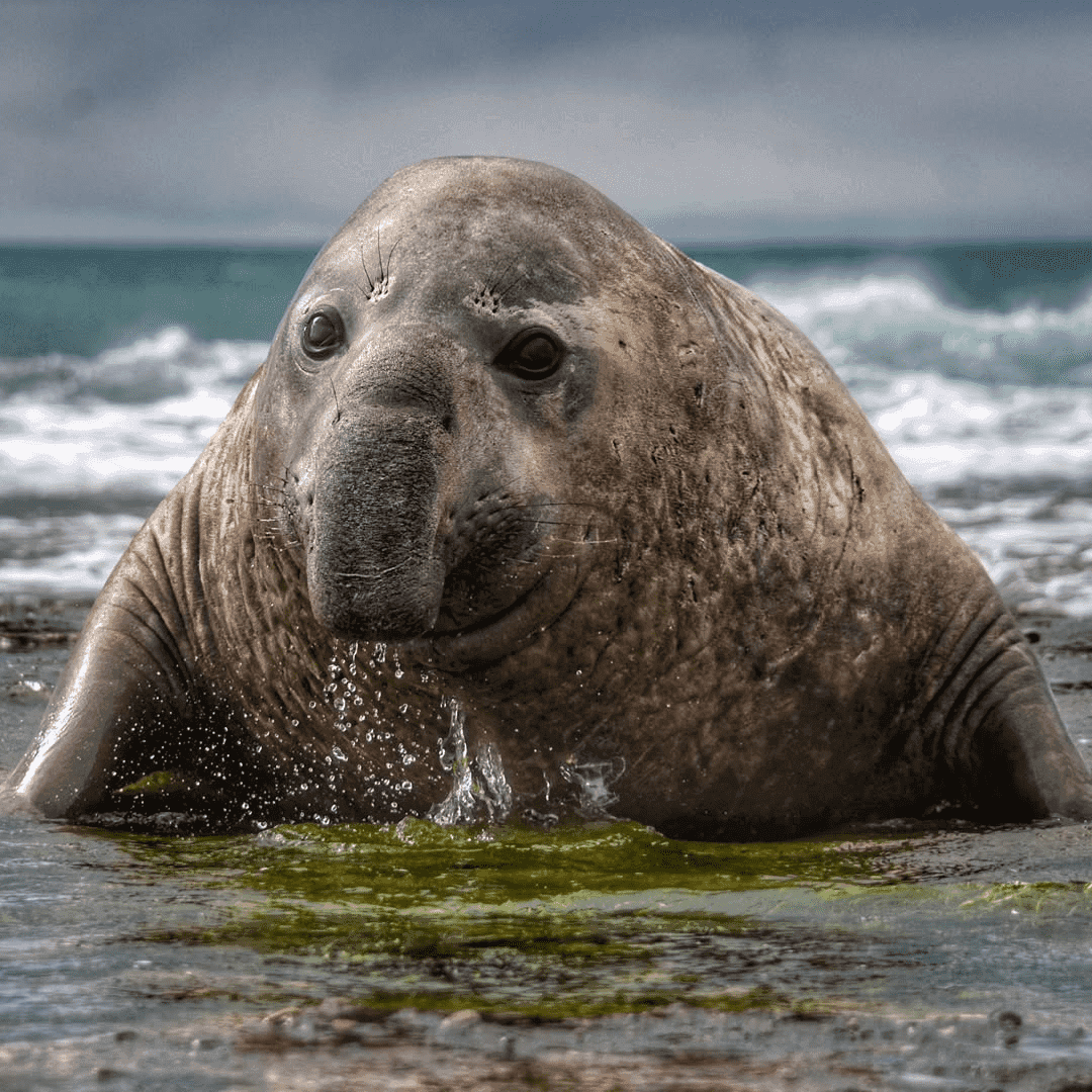 Pareja de elefantes marinos