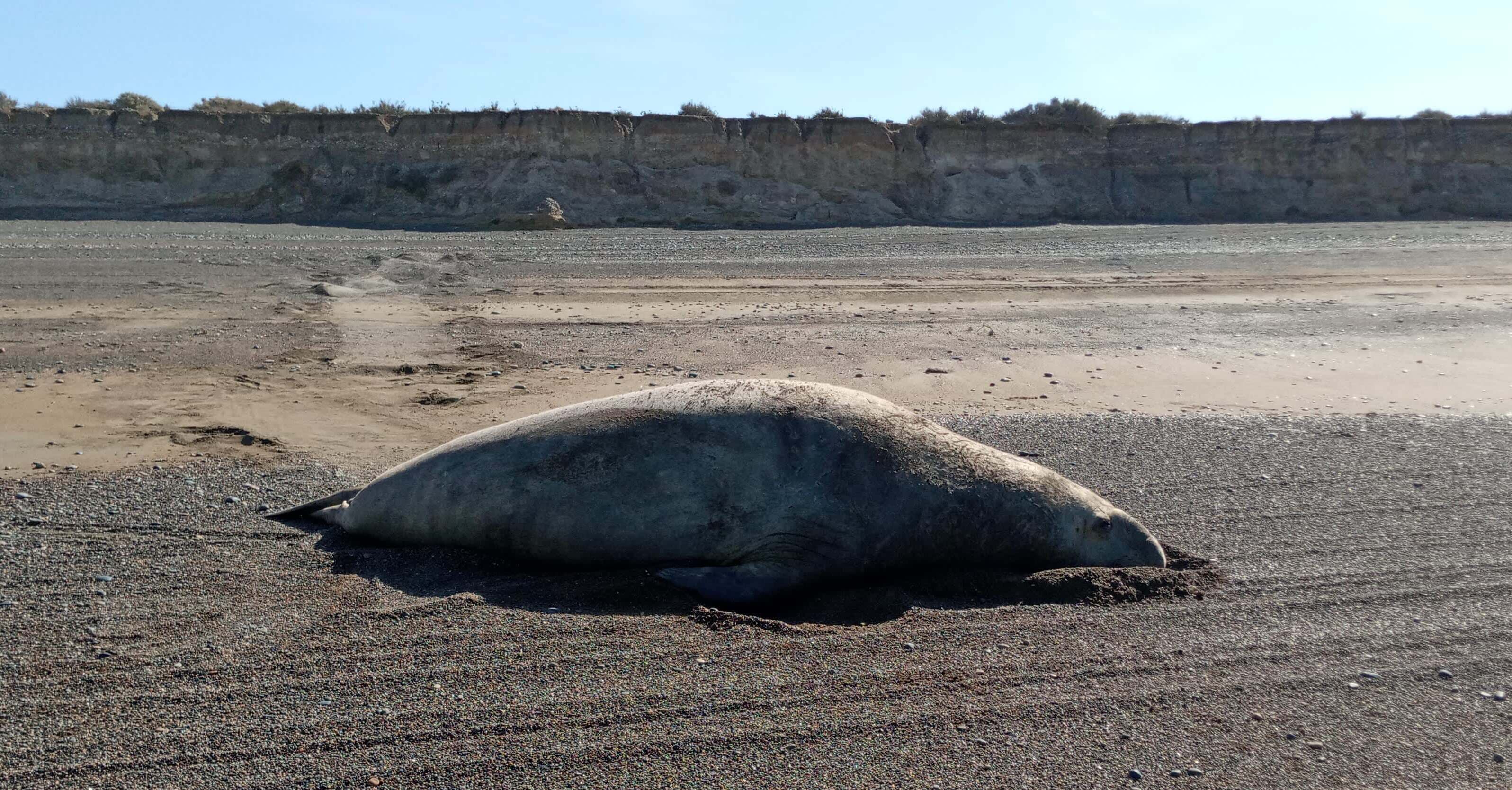 Elefante Marino del Sur en Rawson