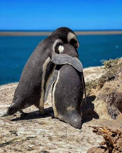Pingüinos en Cabo Dos Bahías
