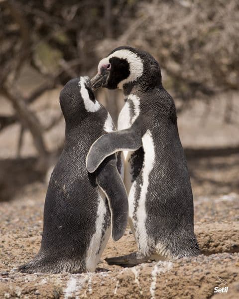 Pingüinos en Punta Tombo