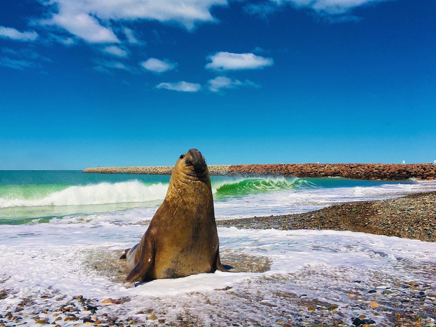 Elefante marino en el agua