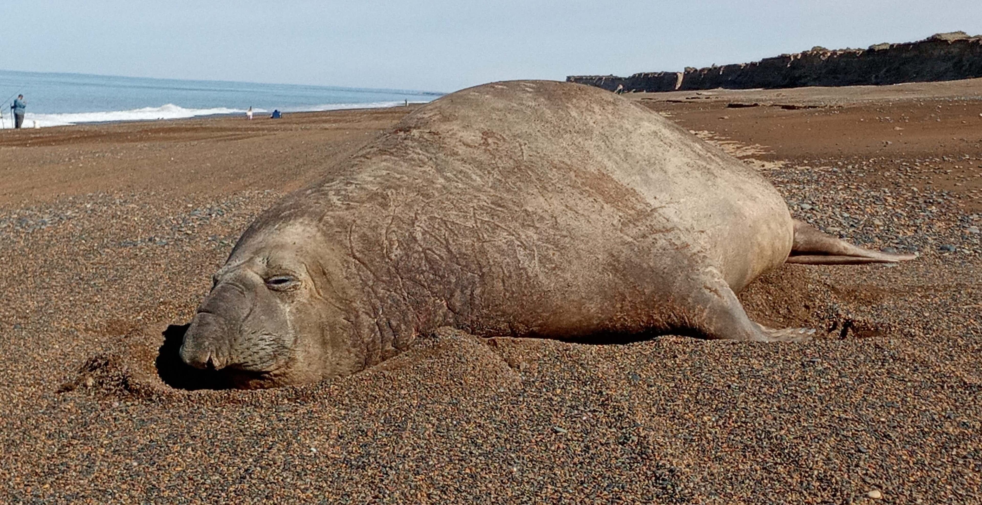 Elefante marino en la playa
